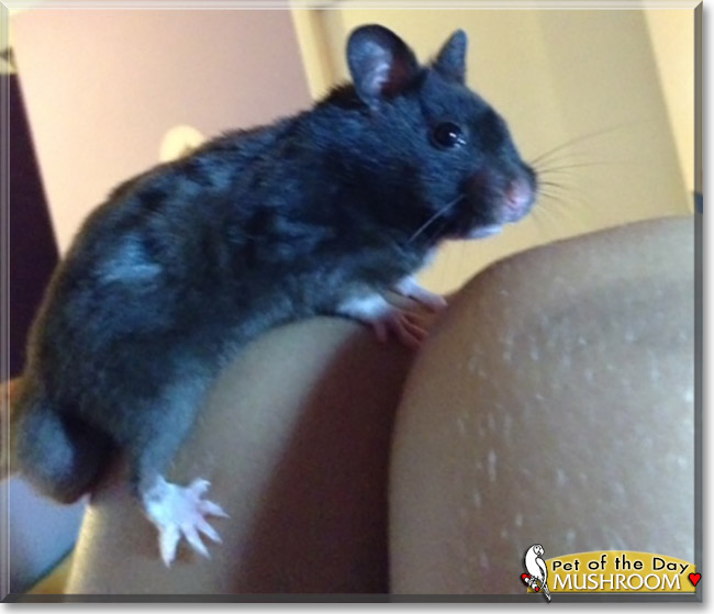 Mushroom the Hamster, the Pet of the Day