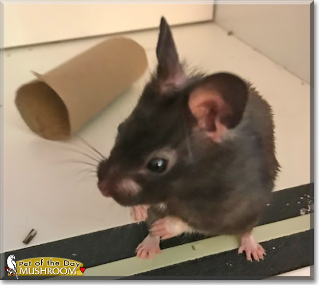 Mushroom the Hamster, the Pet of the Day