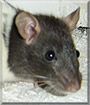 Noodles the Hooded Rat