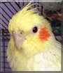 Sirri the Cockatiel