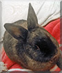 Fudge the Rabbit