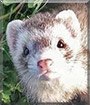 Symba the Blaze Ferret