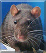 Blanda the Fancy Rat