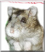 Lily the Dwarf Hamster