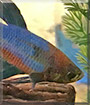 Astro the Betta Fish