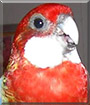 Tiger the Rosella Parakeet
