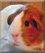 Bubbles the Guinea Pig