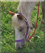 Rusty the Appaloosa