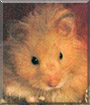Lil B the Syrian Hamster