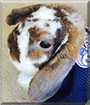 Riley the Dwarf Lop Rabbit
