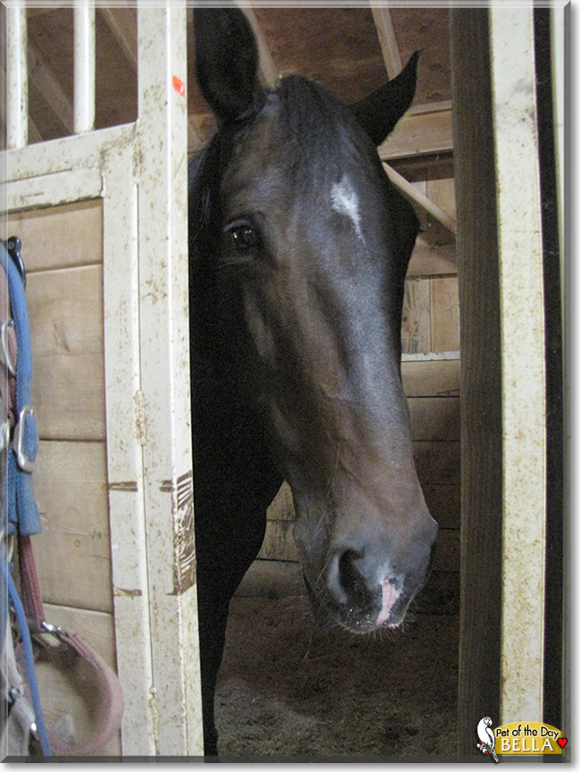 Bella the Paint, Clydesdale mix Horse, the Pet of the Day