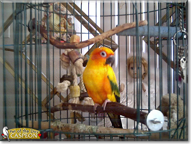 Caspeon the Sun Conure, the Pet of the Day