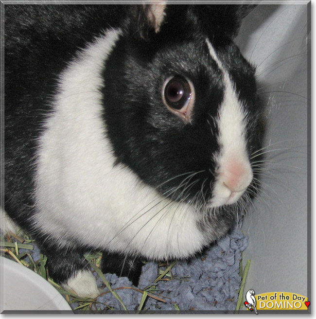 Domino the Dutch Rabbit mix, the Pet of the Day