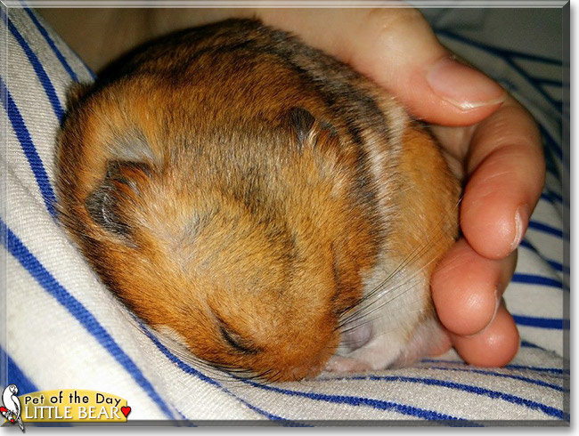 Little Bear the Syrian Hamster, the Pet of the Day