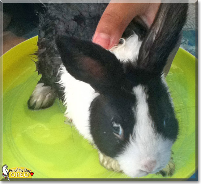 Oreo the Dutch Bunny Rabbit, the Pet of the Day