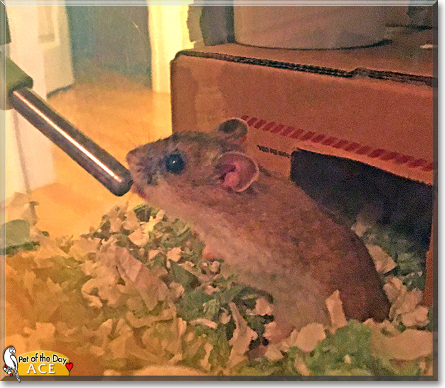 Ace the Chinese Dwarf Hamster, the Pet of the Day