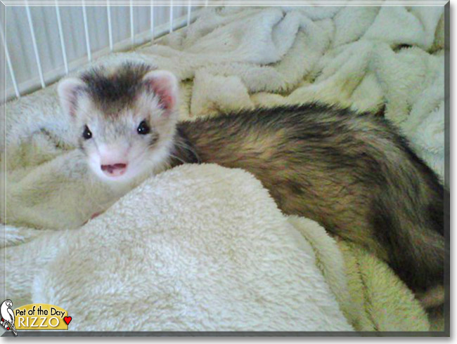 Rizzo the Ferret, the Pet of the Day