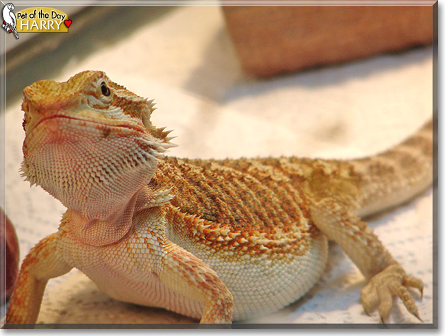 Harry the Bearded Dragon, the Pet of the Day