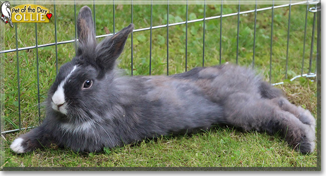 Ollie the Rabbit, the Pet of the Day