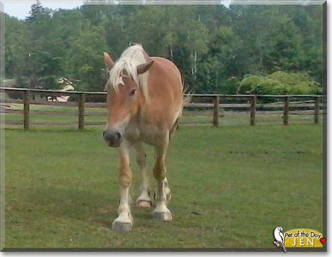 Jen the Belgian Draft Horse, the Pet of the Day