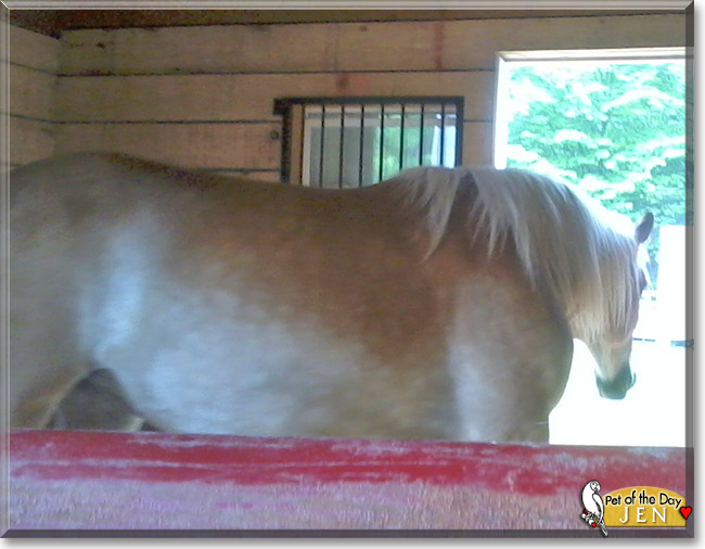 Jen the Belgian Draft Horse, the Pet of the Day