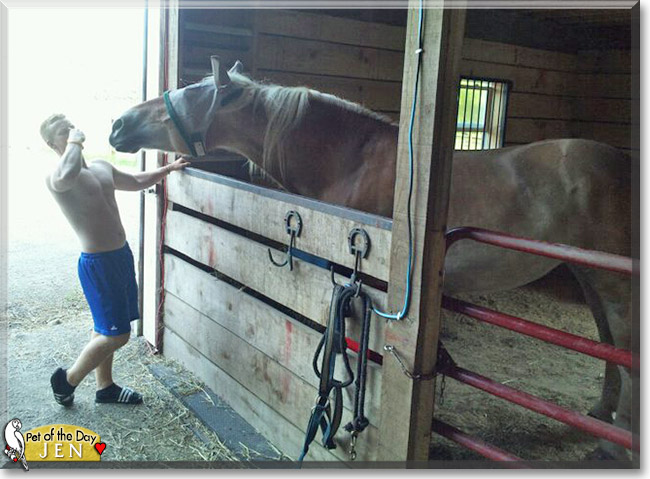 Jen the Belgian Draft Horse, the Pet of the Day