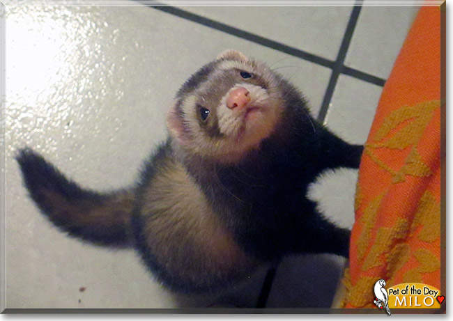Milo the Ferret, the Pet of the Day