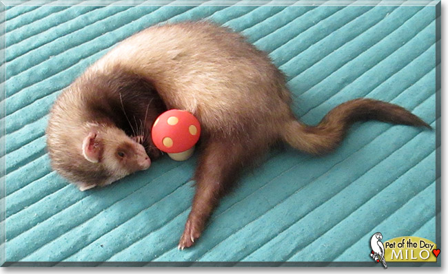 Milo the Ferret, the Pet of the Day