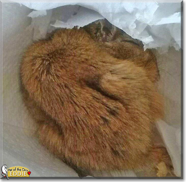 Eddie the Mongolian Gerbil, the Pet of the Day