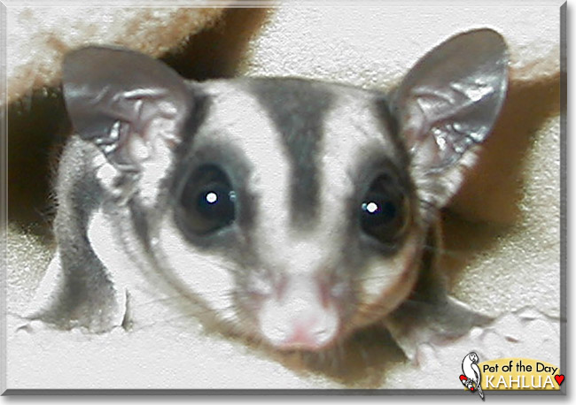 Bailey and Kahlua the Sugar Gliders, the Pet of the Day