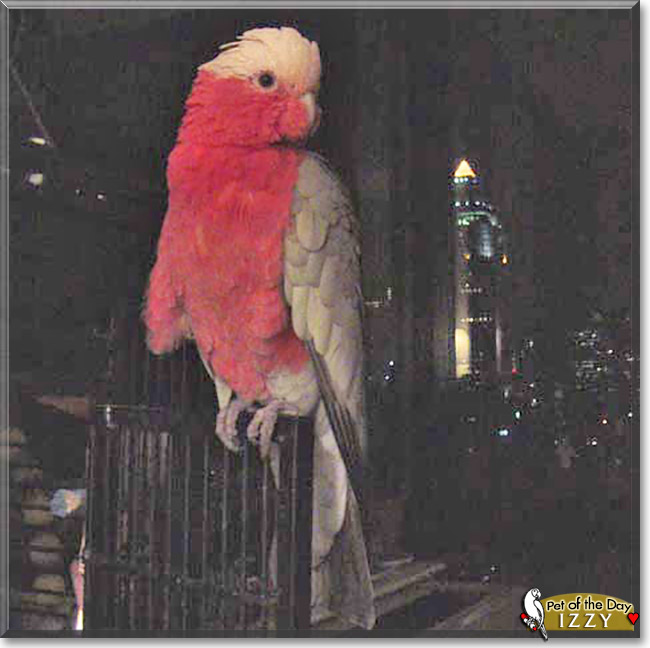 Izzy the Galah Cockatoo, the Pet of the Day