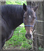 Bella the Paint, Clydesdale mix Horse