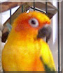 Caspeon the Sun Conure
