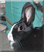 Domino the Dutch Rabbit mix