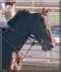 Junior the Thoroughbred Horse