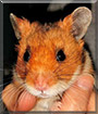 Little Bear the Syrian Hamster