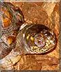 Speedette the Eastern Box Turtle