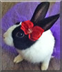 Oreo the Dutch Bunny Rabbit