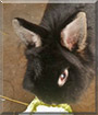 Susanna the Lionhead mix