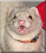 Howl the Ferret