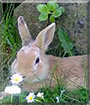 Fritz the Rabbit