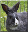 Ollie the Rabbit