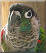 Rugby the Green-cheeked Conure