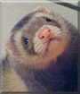 Milo the Ferret