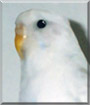 Joey the Budgerigar