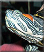 Stinky the Red-Earred Slider Turtle