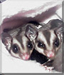 Bailey and Kahlua the Sugar Gliders