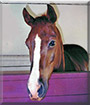 Cutie Pie the Quarter Horse