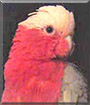 Izzy the Galah Cockatoo