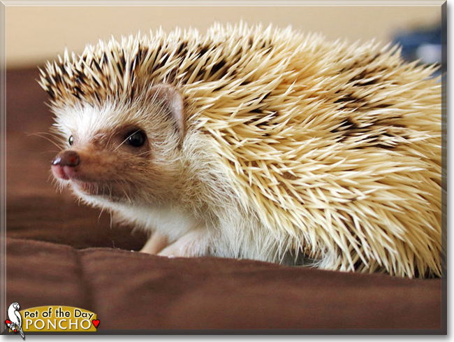 Poncho the African Pygmy Hedgehog, the Pet of the Day